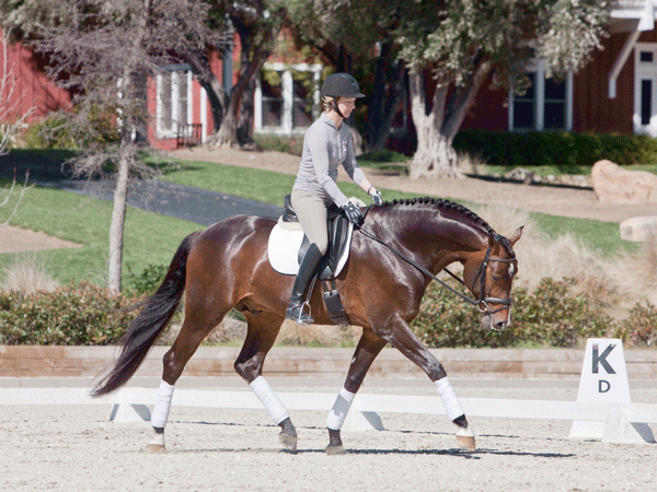 Long and Low – The Foundation of All Good Dressage Training